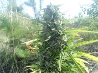 Auto WW 75 дней..jpg