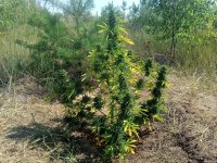 Auto WW 75 дней.jpg