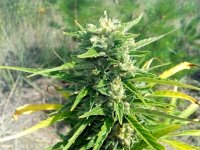 Auto WW, 75 дней.jpg