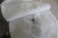 IMG_5554.JPG