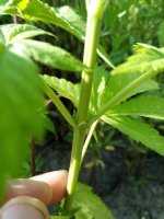 IMG_20210728_170559.jpg