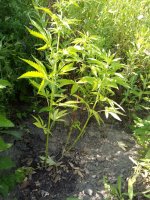 IMG_20210728_165448.jpg
