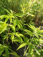 IMG_20210728_165606.jpg