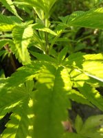 IMG_20210728_165615.jpg