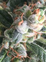 0F976D1B-D278-494B-8659-0D8BC2B59E18.jpeg