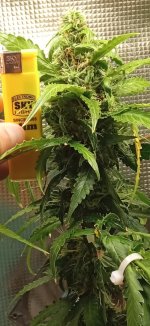 1627701356693 (1).jpg