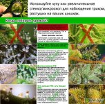 трихомы для харва.jpg