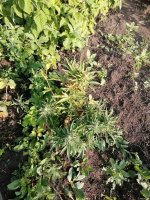 IMG_20210808_084649.jpg
