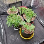 IMG_20210812_004315.jpg IMG_20210812_004315.jpg