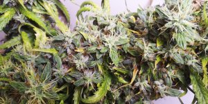 1629526989450.jpg 1629526989450.jpg