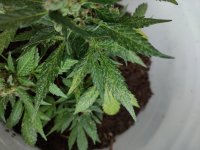 болячка (1).jpg