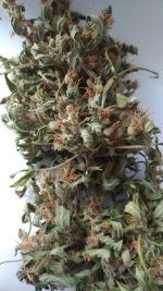 i.jpg