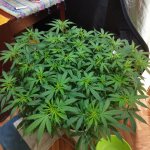 IMG_20210904_172616.jpg IMG_20210904_172616.jpg
