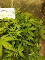 IMG_20210904_203623.jpg IMG_20210904_203623.jpg