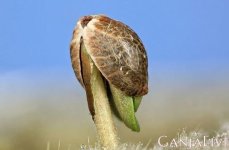 rostok-kannabisa__U39Ig22m5WUYamtU.jpg