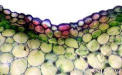 ehpidermis-steblya__VS61l2Q6nm6sLq5V.jpg