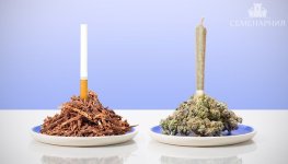 sigarety-vs-kannabis__lGABZVVuUywiGgKl.jpg