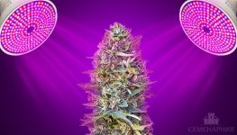 led-fitolampy-dlya-konopli__Ofwwwu0VvLGkun9J.jpg led-fitolampy-dlya-konopli__Ofwwwu0VvLGkun9J.jpg