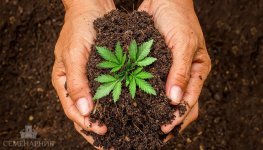 grunt-dlya-konopli__Muna2NuIz8RX1SLa.jpg