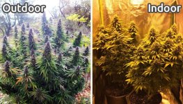 outdoor-indoor-cannabis__haTETqaKQVwTOW47.jpg