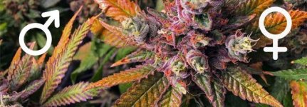 osobennosti-regulyarnyh-sortov-konopli-2__g7NZMdFKCDLg9z4x.jpg