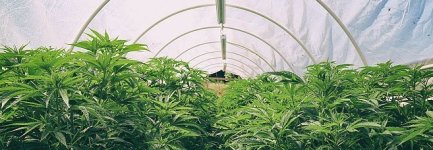 Выращивание-конопли-в-теплице1__gkF2VxvNo9CXV4J5.jpg
