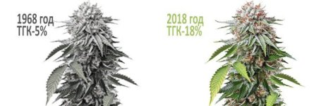pochemu-segodnya-marihuana-moshchnee-chem-30-50-let-nazad__r4jzWBcWwsK6L9eJ.jpg