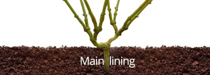 mein-lining__bc8GFXryjK6iE5UZ.jpg mein-lining__bc8GFXryjK6iE5UZ.jpg