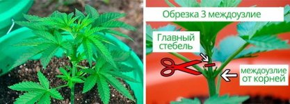 obrezka-mejdoyzlie__txWSe8elRNf5emD1.jpg obrezka-mejdoyzlie__txWSe8elRNf5emD1.jpg