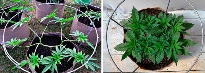 main-lining-metod-weed__WRbYCMBD9mUGT61t.jpg main-lining-metod-weed__WRbYCMBD9mUGT61t.jpg