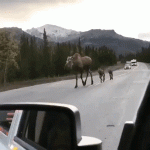 гифки-лоси-лосята-6958000.gif