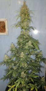 IMG_20211016_080844.jpg