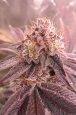 Gorilla Breath 2.JPG