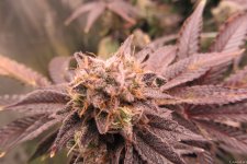 Gorilla Breath 3.JPG