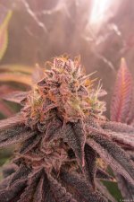 Gorilla Breath 6.JPG