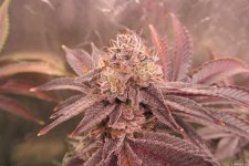 Gorilla Breath 7.JPG