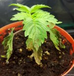 overwatered-seedling-looks-like-nutrient-deficiency.jpg