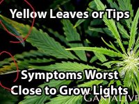 light-burn-cannabis-1.jpg