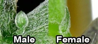 cannabis-preflower-comparison.jpg.7e4cad4e1b8d070bac3eed3507f6435c.jpg