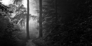 sunlight-trees-landscape-forest-black-monochrome-nature-snow-branch-morning-mist-shrubs-path-D...jpg