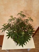 IMG_20211108_093816.jpg