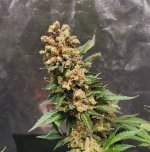 IMG_20211120_194503_edit_82904662257139.jpg