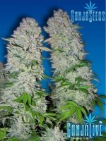 Ak47seriousseedsindoor17.jpg
