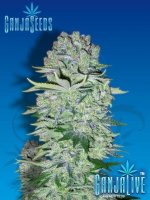 Ak47seriousseedsindoor8.jpg