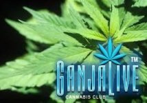 cannabis-helps-heal-the-body-from-ailements.jpg