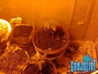 саттива 2.jpg