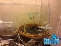 саттива 3.jpg