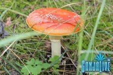 IMG_2824.JPG