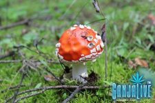 IMG_2818.JPG