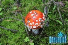 IMG_2821.JPG